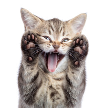 Funny Kitten Cat Portrait With Open Mouth And Two Paws Uoisolated