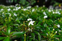 Fragrant White Flowers Tropical Flowers