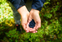 Heap Of Wild Blueberries In Woman's Hands