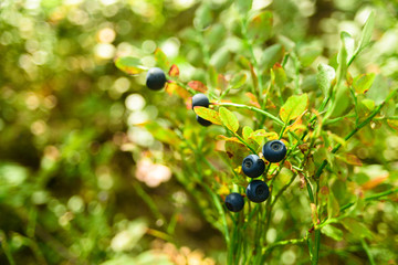 Poster - Growing wild blueberry on a bush in a forest