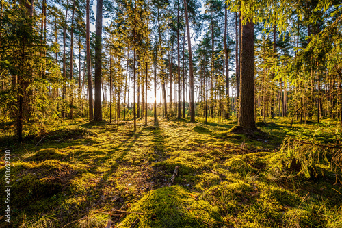 Fotografie, Obraz  Early morning with sunrise in pine forest