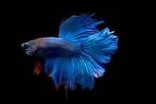 Betta  Siamese Fighting Fish Isolated On Black Background