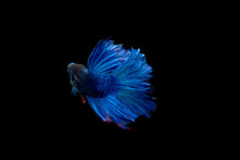 Betta Siamese Fighting Fish Isolated On Black Background
