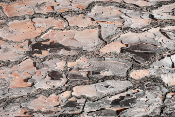 Aufkleber - Beautiful old pine bark background texture.