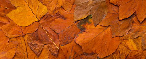 Poster - Orange fallen autumn leaves evenly covered ground