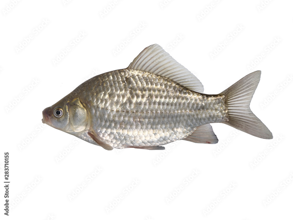 fish crucian carp carassius Stock Photo | Adobe Stock
