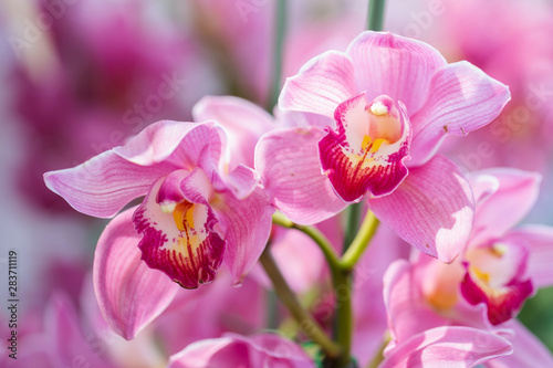 storczykowy-kwiat-w-orchidea-ogrodzie-przy-zima