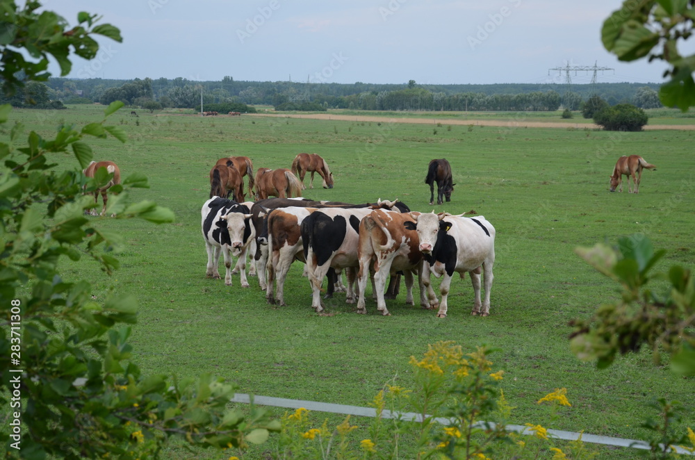 krowa, farma, zwierzak, bydło, gras, pola, rolnictwa, biała, hayfield, czarna, mleczko, pastwisko, gospodarstwo mleczne, krowa, zieleń, rolnictwa, byk, zwierzak, charakter, pastwisko, wołowina, zwierz - obrazy, fototapety, plakaty 