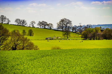 Wall Mural - cotswold landscape gloucestershire england uk