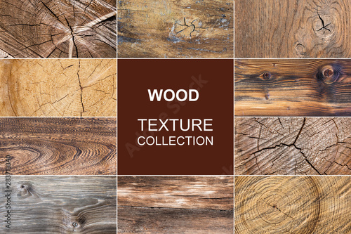 Fotomural old wood texture of tree stump collection