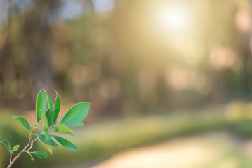 The green leaves with the most beautiful of the blurred background are presented in the morning. It very comfortable and peace when we see.  In addition, the green leaves help us to relax and fresh.