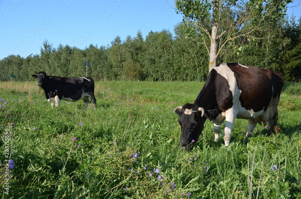 Sprawdzian świat Zwierząt Klasa 6 krowa, farma, zwierzak, bydło, gras, pola, rolnictwa, biała, hayfield