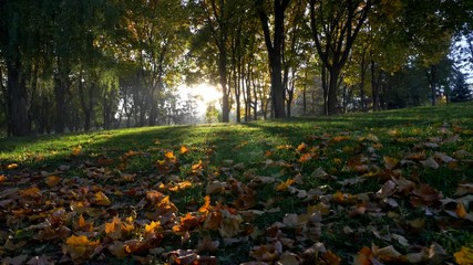 Aufkleber - Autumn park. Sun hanging low, elevating above the ground covered with green grass and yellow fallen foliage. Rays of sun shining the morning park creating a magical aura. Steadicam shot, UHD