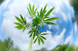 Leaves and stem of wild cannabis marijuana on blue sky background.