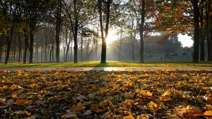 Aufkleber - Autumn park. Sun is coming out from beyond tree and shining everywhere with its rays in an autumn park. Yellow foliage is lying on the ground. Tiled track, green grass. Steadicam, UHD