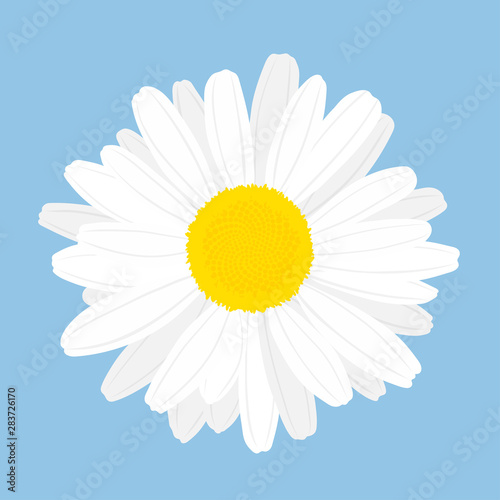 Dekoracja na wymiar  kwiat-rumianku-widok-z-gory-na-bialym-tle-na-niebieskim-tle-ilustracji-wektorowych