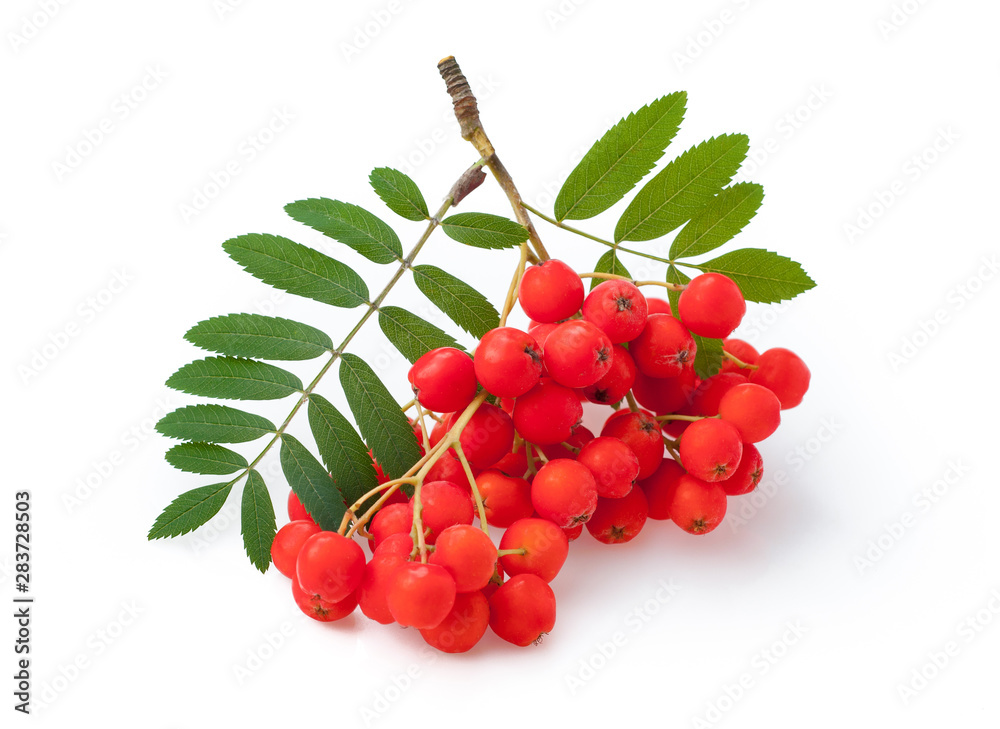 Red ripe bunch of rowan with green rowan leaves isolated on white background - obrazy, fototapety, plakaty 