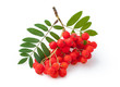 Red ripe bunch of rowan with green rowan leaves isolated on white background