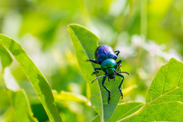 Leaf beetle Chrysochares asiaticus  in summer day