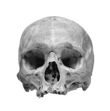 Human Skull On A White Background.
