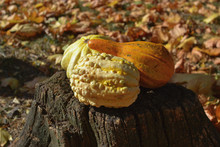 Autumn Festival Of Harvest Of Decorative Halloween Pumpkins