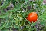 Fototapeta Konie - Ripe Red Beefsteak Tomato on the Vine