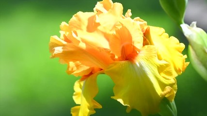 Wall Mural - Iris flower blooming in a garden. Beautiful yellow with orange colour Iris flower growing closeup. Slow motion. Gardening concept. Slow motion 4K UHD video footage. 3840X2160