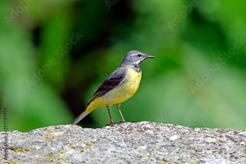 Fototapeta na drzwi i meble Pliszka szara (Motacilla cinerea), Grecja - Pliszka szara