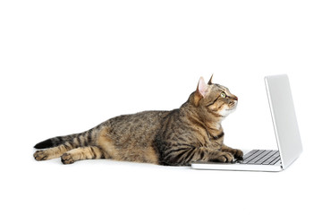 Beautiful cat with laptop computer lying on white background