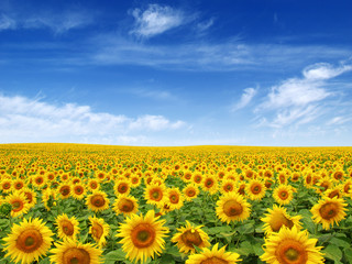 Poster - Sunflowers field on sky