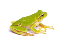 Green Tree Frog Isolated On White