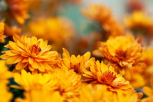 Orange Chrysanthemum Flowers