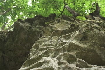 rock and green tree branches