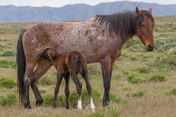 Wild Horse Mare and Cute Foal in the Utah Desert