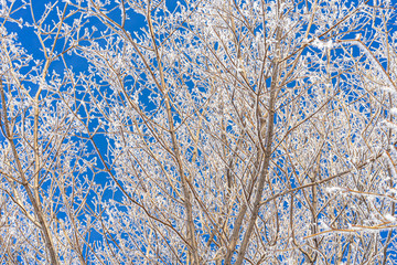 Wall Mural - Maple branches covered in frost.
