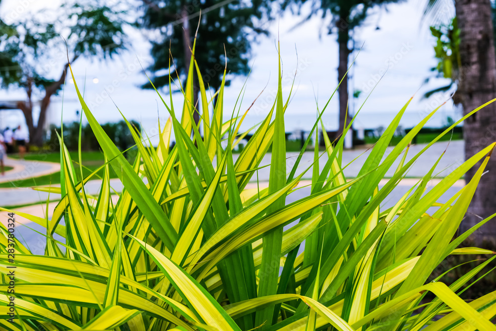 spider plant or chlorophytum comosum have green and yellow color long leaves  use decoration garden Stock Photo | Adobe Stock