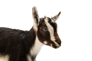 Canvas Print - little goat isolated