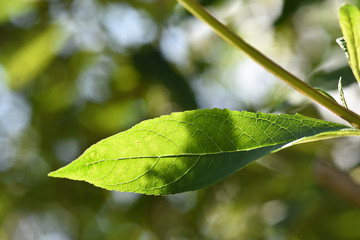 Sticker - feuille vert nature naturel