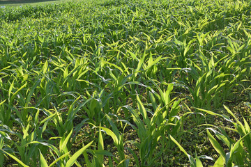 A field of young corn