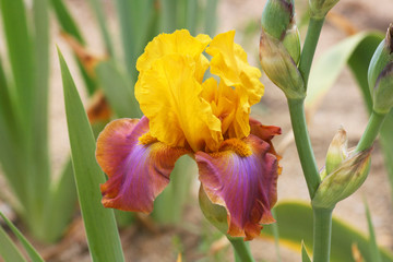 Iris in yellow and purple