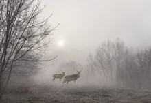 Sunrise In Early Morning With Sika Deers In Fog Among Trees. Autumnal Landscape