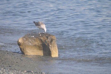 The beautiful bird European herring gull (Larus argentatus) in the natural environment