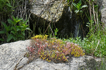 Wall Mural - Scharfer Mauerpfeffer / Scharfe Fetthenne (Sedum acre) - goldmoss stonecrop / stonecrop