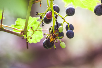 Wall Mural - wasps and grapes