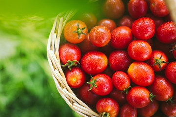 Freshly picked organic cherry tomatoes. Small red tomatoes in a wicker basket. Fresh small cherry tomato in basket.