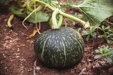 Wall Mural - pumpkin