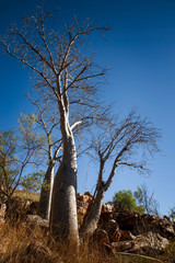 Boab tree at s hill at the dry season with blue sky - Kimberleys - Western Australia