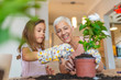 © Dragana Gordic - Grandmother with her granddaughter transplants and watering flowers at home. People, gardening, flowers and profession concept. Little cute girl and her grandmother are spending time together at home