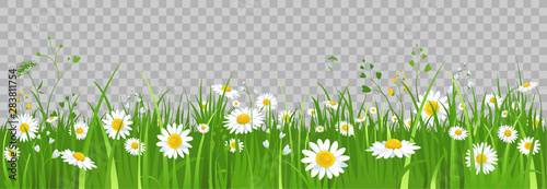 Fotografía Flowers and green grass.