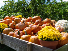Pumpkin In Wagon Free Stock Photo - Public Domain Pictures